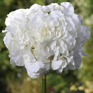 Artificial Hydrangea Extra Large Head - Ivory