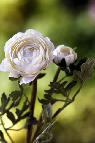 Artificial White Ranunculus