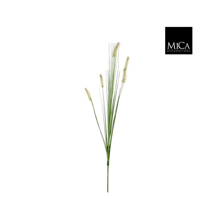 Dogtail Grass Green