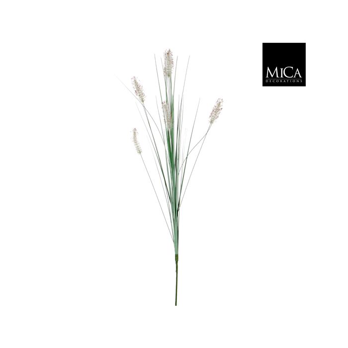 Dogtail Grass Light Green