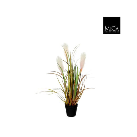 Reed Grass light brown in plastic pot