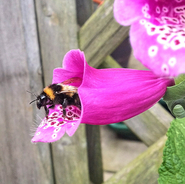 Seedball Bee Mix Tin