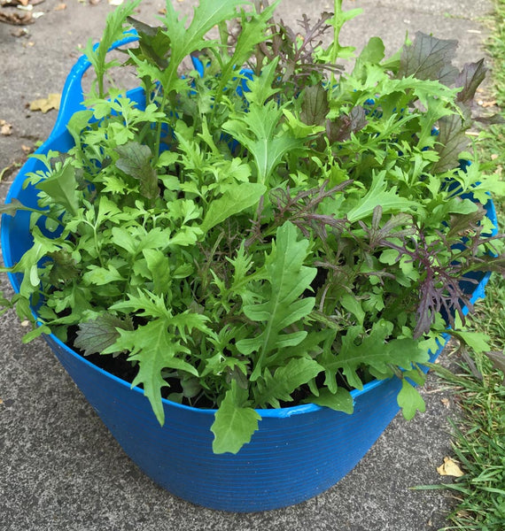 Seedball Salad Tin Mix