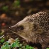 Seedball Hedgehog Mix Tin